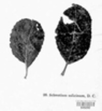 Sclerotium salicinum image